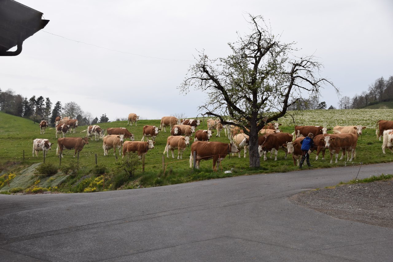 Die Kühe warten vor dem Eingang. Jetzt geht es ab in den Stall.