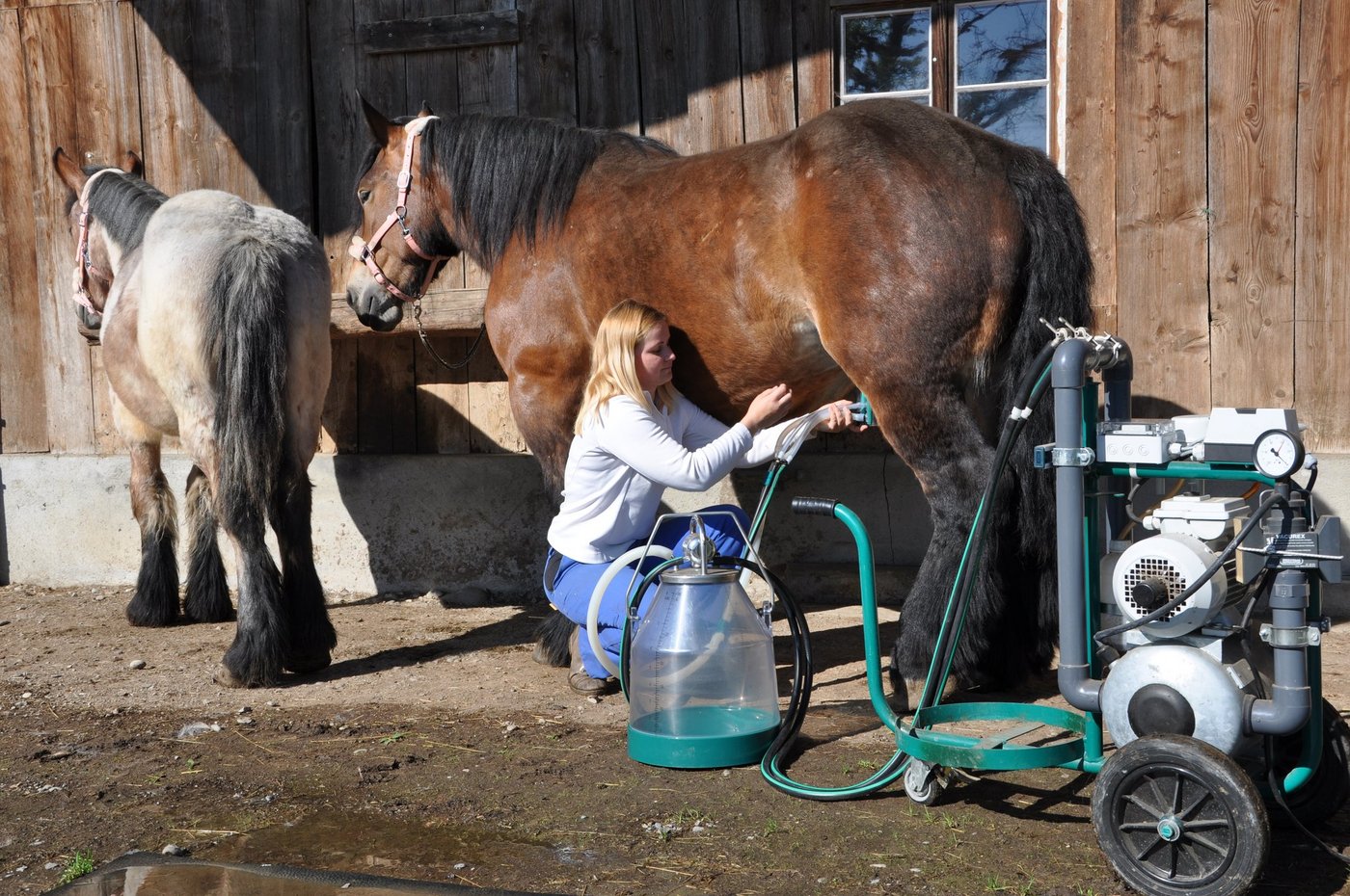 Mit einer umgebauten Geissen-Melkmaschine kann Tamara Wülser die Ardenner-Stute melken. Dazu braucht es viel Feingefühl und ein vertrautes Verhältnis zur Stute. Das Fohlen bleibt in der Nähe. (Bild zVg)