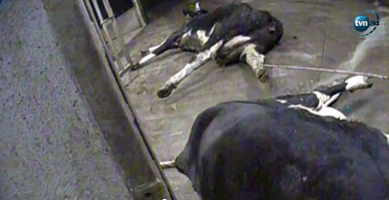 In einer Schlachterei in Polen sind laut einem Informant kranke Rinder geschlachtet worden. (Bild screenshot TVn24)