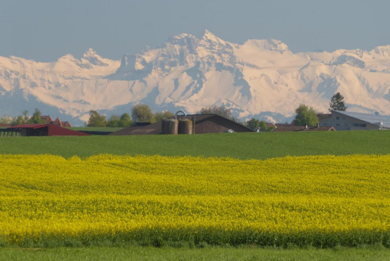 Ein wesentliches Problem beim Aprilfrost war sein spätes Auftreten. Im Bild: Ein Blick vom Seetal im Kanton Aargau mit blühenden Rapsfeldern zu den verschneiten Alpen am 21. April. (Bild Andreas Walker)