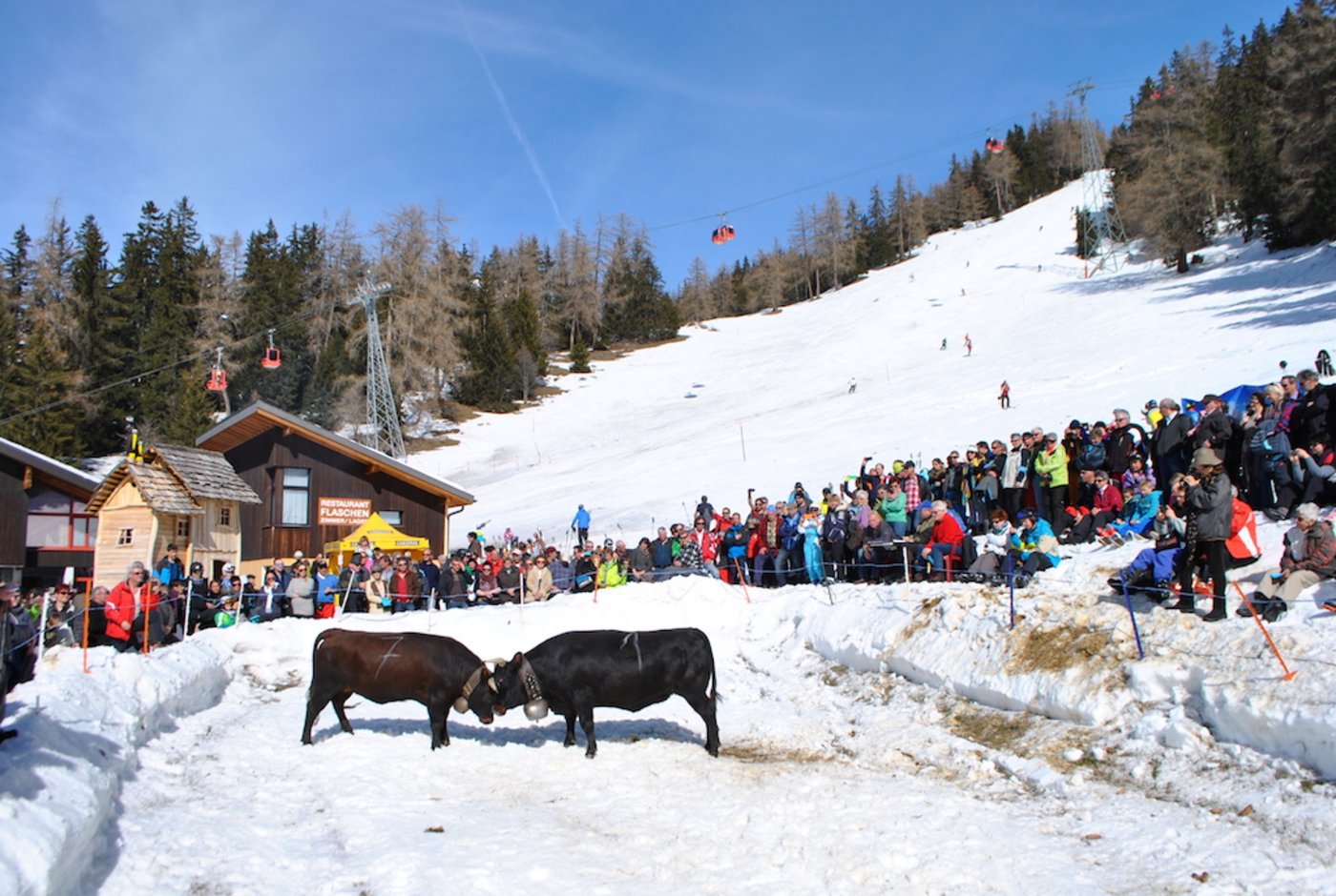 8 junge Eringer Kühe treten in den Ring.