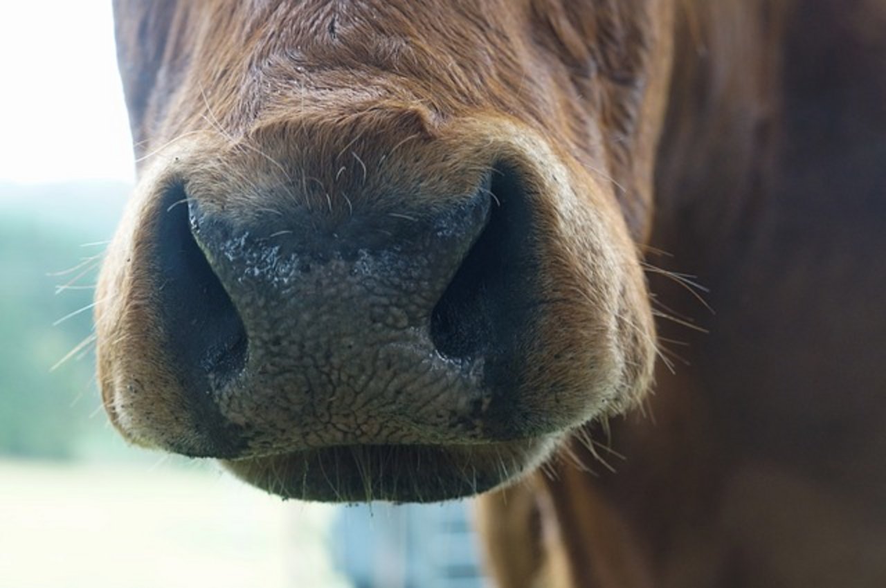 Tiere die von BSE betroffen sind, müssen getötet und das Fleisch vernichtet werden. (Symbolbild Pixabay)