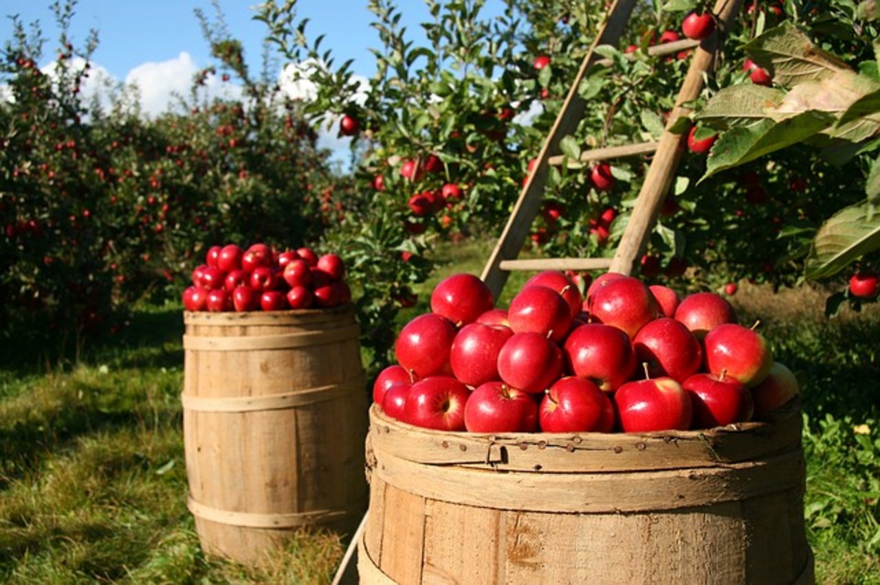 Der deutsche Bauernverband ruft dazu auf, den Inlandanteil der Bioproduktion zu erhöhen. (Bild pixabay)