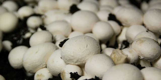 Champignons sind die beliebtesten Pilze der Schweiz, doch auch andere Sorten werden in der Schweiz produziert. (Bild lid/ji)