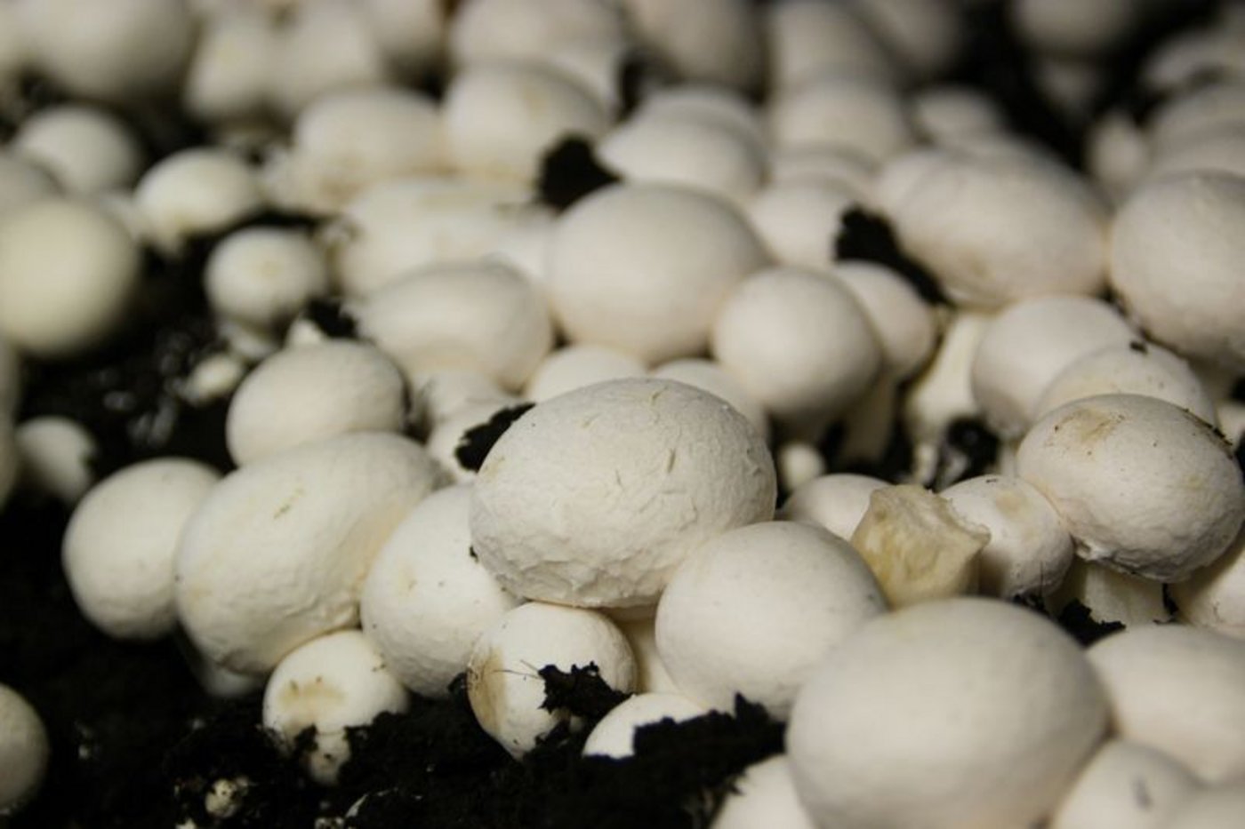 Champignons sind die beliebtesten Pilze der Schweiz, doch auch andere Sorten werden in der Schweiz produziert. (Bild lid/ji)