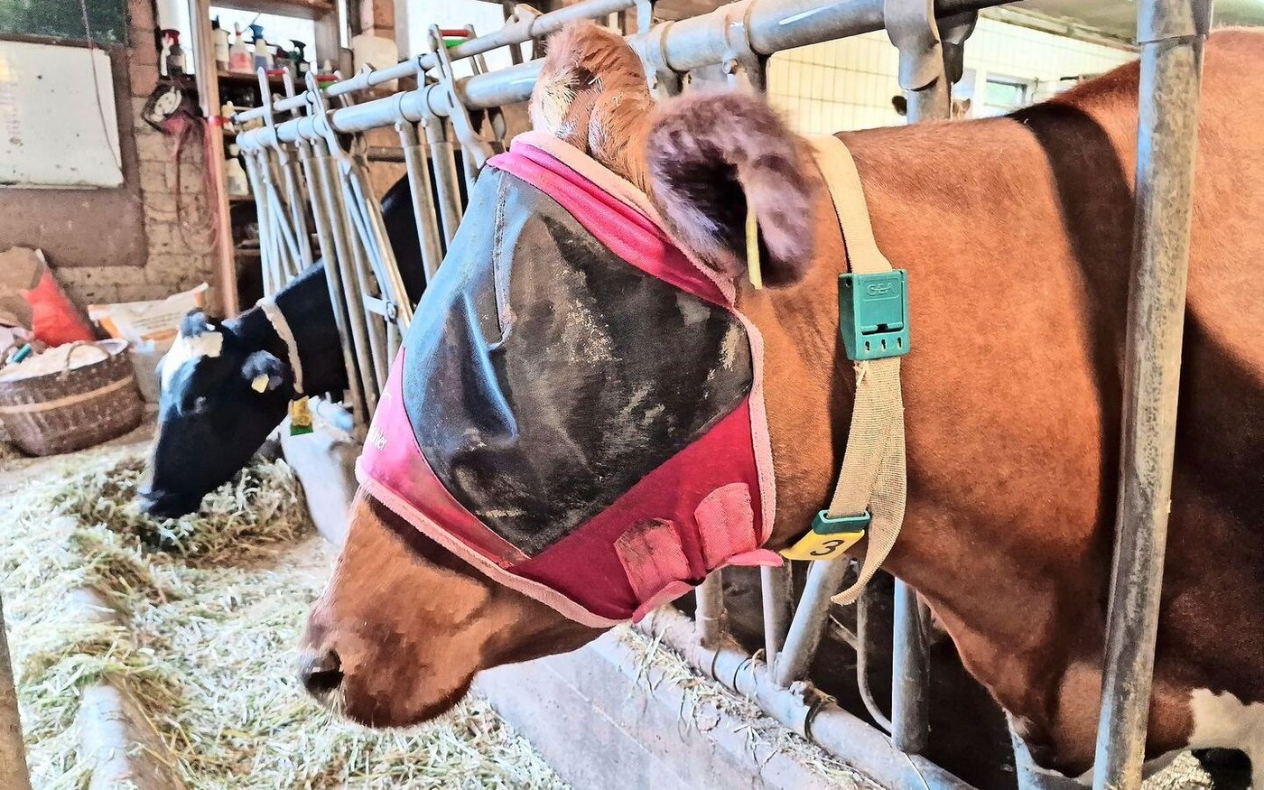 Eine Pferdemaske ohne Ohren bietet einfachen und praktischen Schutz für rund 30 Franken. Meist braucht es die Grösse XL. 