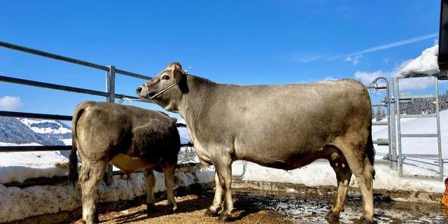 Mutterkühe 1. Rang: Dorli (Casso/Fangus), Besitzer: Remo Bischof, Stein SG