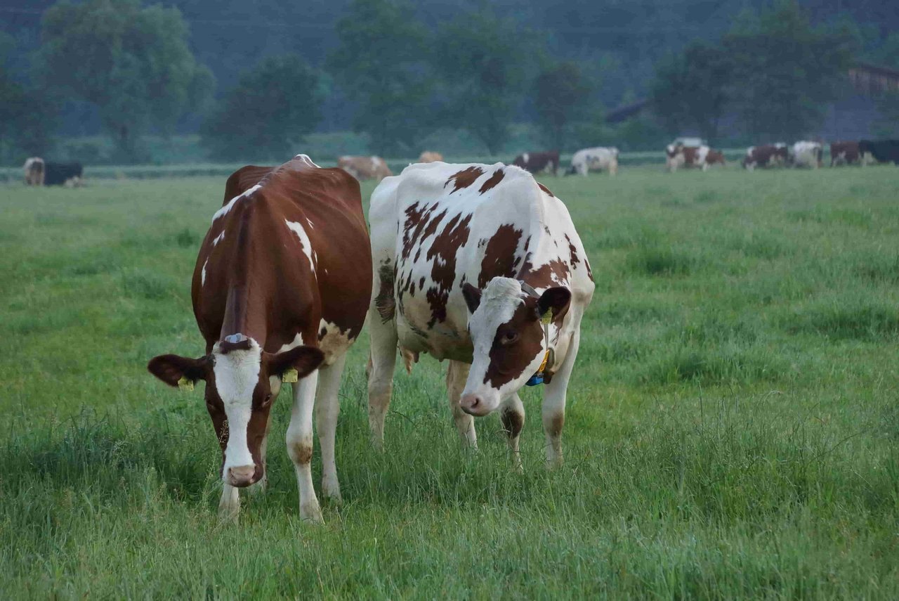 Wiesenmilch von Aargauer Kühen wird weiterhin in Suhr abgefüllt. 