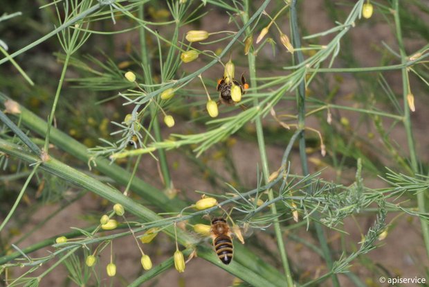 Blühende Spargeln sind für Bienen besonders attraktiv. Bei solchen Kulturen ist beim Pflanzenschutz grösste Vorsicht geboten und es sollte ausserhalb der Flugzeiten am Abend gespritzt werden. (Bild Apiservice)