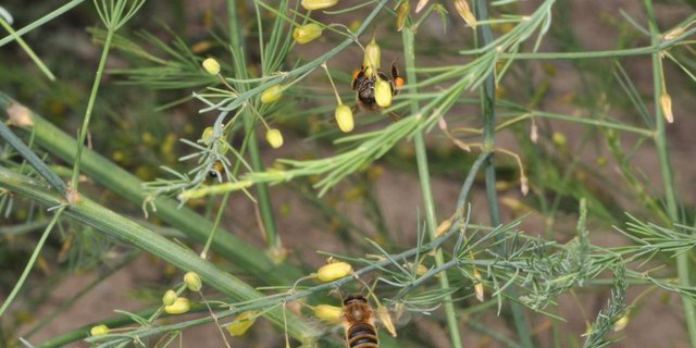 Blühende Spargeln sind für Bienen besonders attraktiv. Bei solchen Kulturen ist beim Pflanzenschutz grösste Vorsicht geboten und es sollte ausserhalb der Flugzeiten am Abend gespritzt werden. (Bild Apiservice)