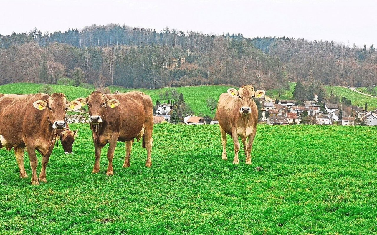 Im Februar geniessen die Kühe in Gretzenbach bereits frisches Grün von der Weide.