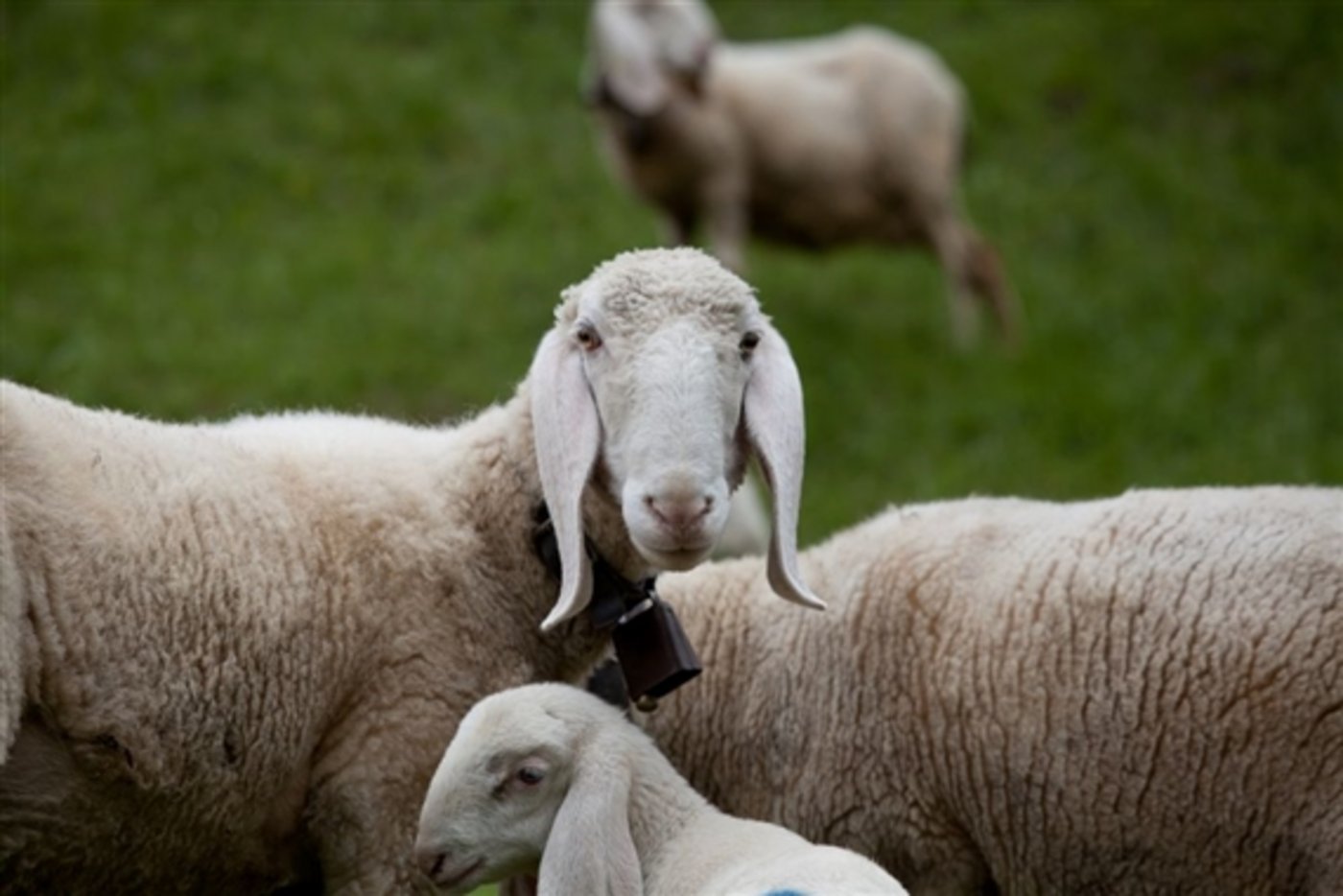 Nicht zum ersten Mal wurden Saaser Mutten gestohlen. (Bild ProSpecieRara)