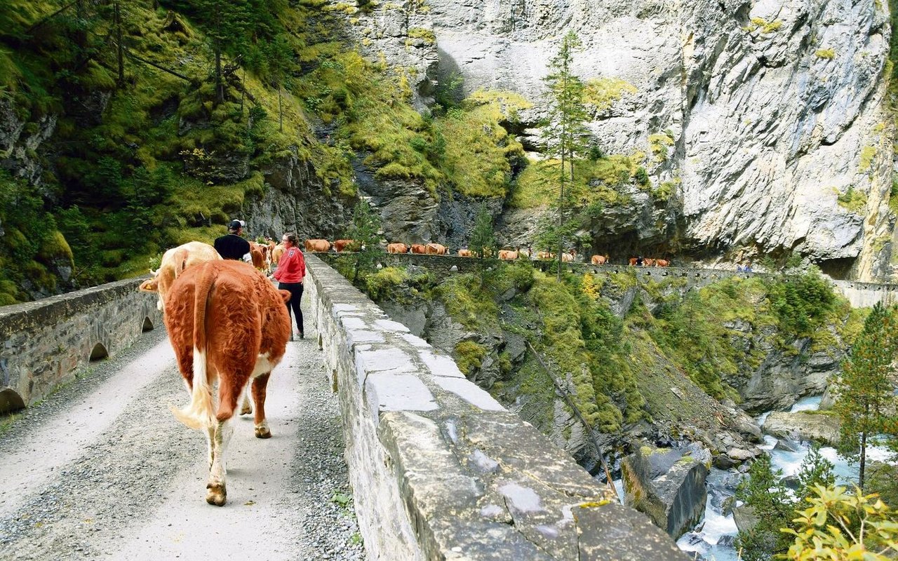 Weiter geht es hinunter nach Kandersteg. Auch durch einen Tunnel müssen die Kühe laufen. 