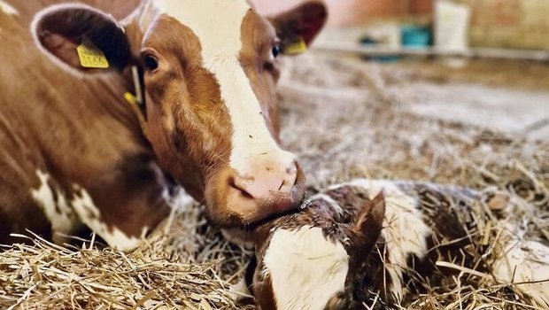 Kühe können auch mehrere Tage nach dem Abkalben festliegen. Weil Infusionen ausgehen, muss vermehrt präventiv gearbeitet werden.