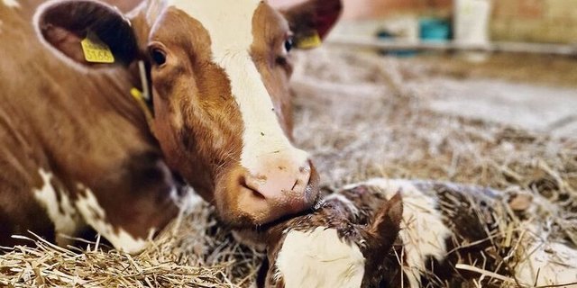 Kühe können auch mehrere Tage nach dem Abkalben festliegen. Weil Infusionen ausgehen, muss vermehrt präventiv gearbeitet werden.