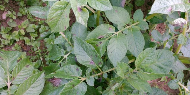Das feucht-warme Wetter begünstigt einen Befall mit Krautfäule (Phytophthora). (Bild Stefanie Giger)