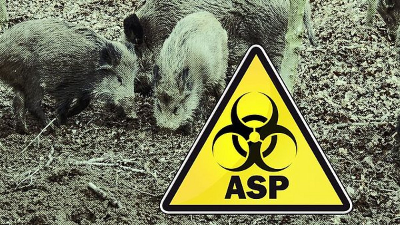 Laut den amtlichen Angaben wurde die Seuche bei mindestens sechs Wildschweinen im Kreis Zielona Góra und bei zwei weiteren Tieren im benachbarten Kreis Nowosolski nachgewiesen. (Bild agrar-press)