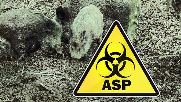 Laut den amtlichen Angaben wurde die Seuche bei mindestens sechs Wildschweinen im Kreis Zielona Góra und bei zwei weiteren Tieren im benachbarten Kreis Nowosolski nachgewiesen. (Bild agrar-press)
