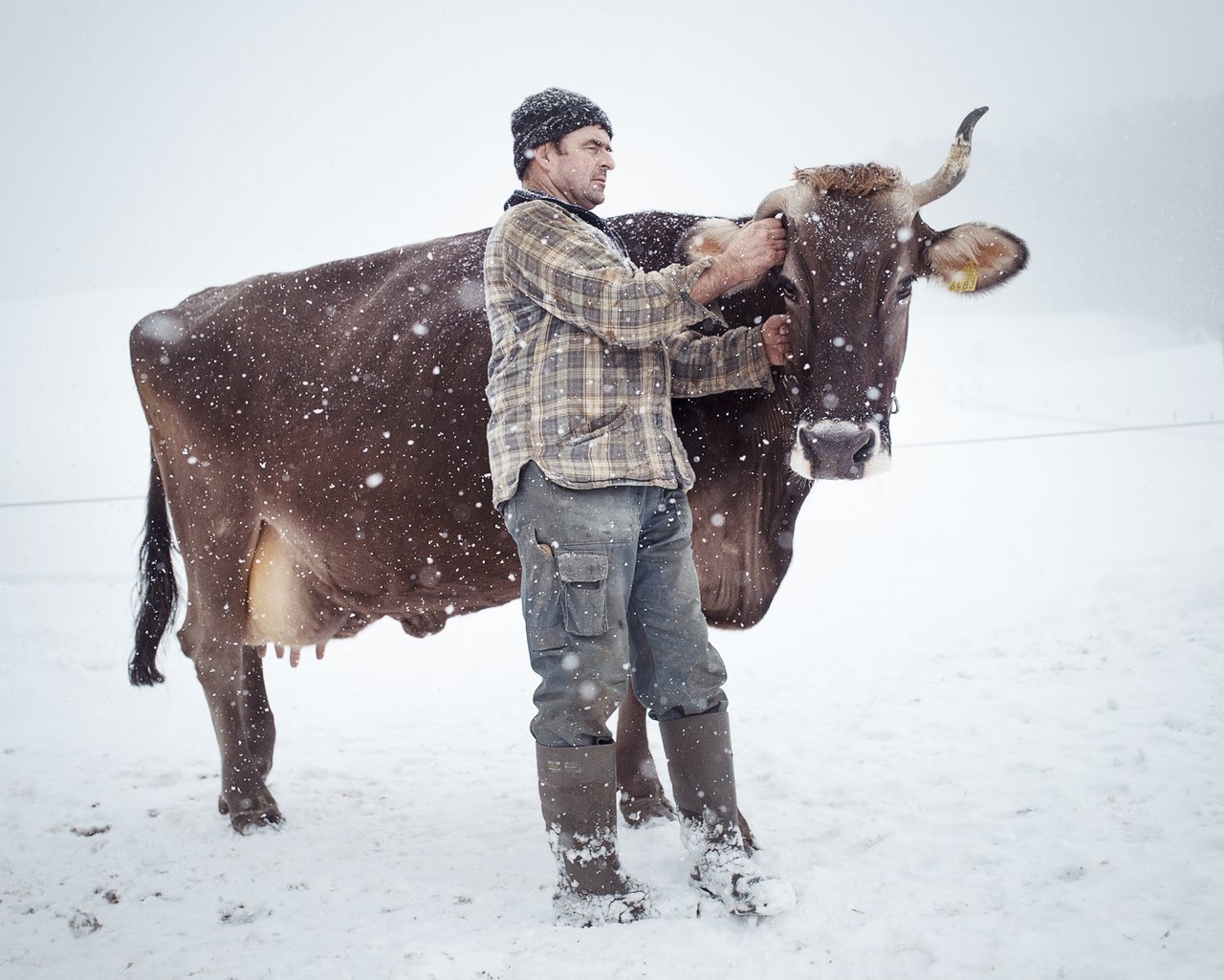 Einige Bilder aus «Via Lactea»: Ein Bauer mit seiner Kuh im Schnee in Schlatt-Haslen AI. (Bilder Alfio Tommasini)