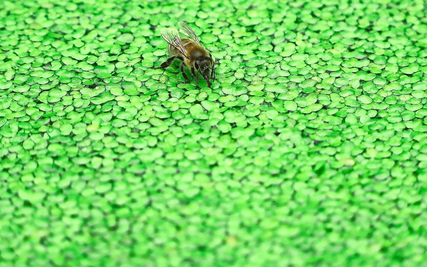 Die Trocknung der Wasserlinsen ist energieaufwendig, weil der TS-Gehalt nur zwischen 5 und 10 % liegt. Deren Proteingehalt ist aber sehr hoch.