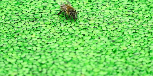 Die Trocknung der Wasserlinsen ist energieaufwendig, weil der TS-Gehalt nur zwischen 5 und 10 % liegt. Deren Proteingehalt ist aber sehr hoch.