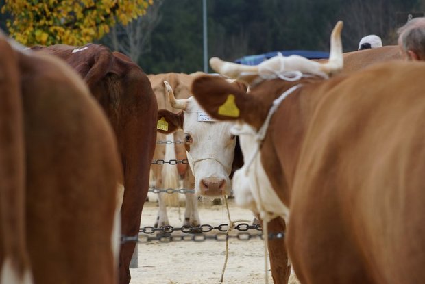 Swissherdbook: Viehschauen sind ab sofort abgesagt Swissherdbook muss die letzten Herbstviehschauen noch absagen. Die Kühe sollen aber noch auf den Betrieben beurteilt werden. (Bild Ruth Aerni)