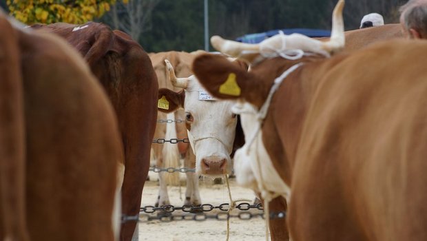 Swissherdbook muss die letzten Herbstviehschauen noch absagen. Die Kühe sollen aber noch auf den Betrieben beurteilt werden. (Bild Ruth Aerni)