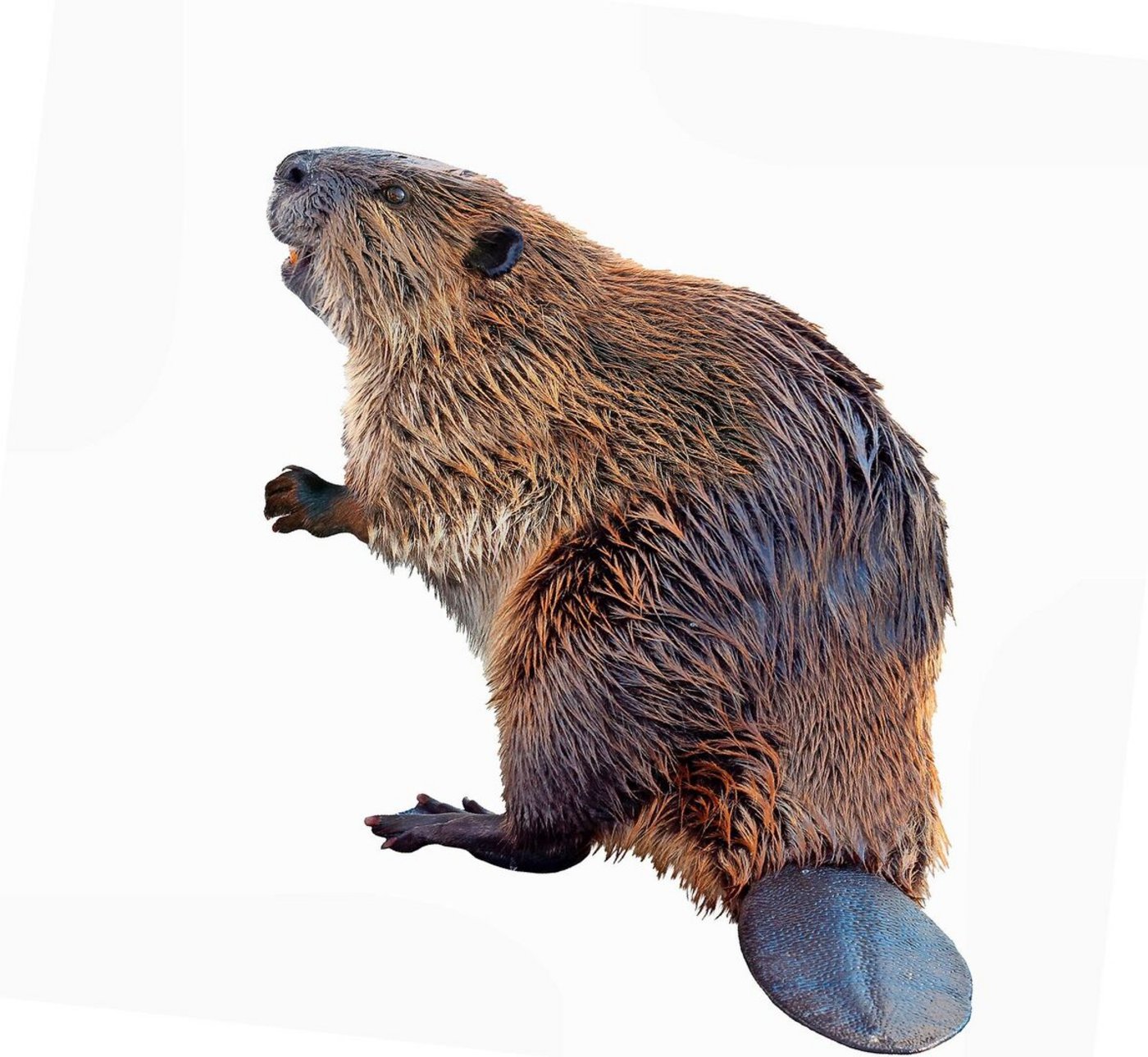 Der grosse Nager kann gut hören und riechen, sieht aber schlecht.