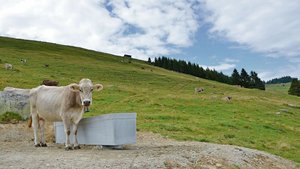 Die Agridea und die Schweizer Berghilfe untersuchten fünf Projekte für ein besseres Wassermanagement auf den Alpen. Hier ein neuer Tränkeplatz auf den Untervazer Alpen.