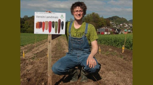 Philipp Meyer bestäubt seine Landmaispflanzen von Hand, um Kreuzungen zu vermeiden. Für ihn ist die Erhaltungszucht vor allem ein sinnvolles Hobby. (Bild Meyer)