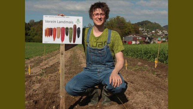 Philipp Meyer bestäubt seine Landmaispflanzen von Hand, um Kreuzungen zu vermeiden. Für ihn ist die Erhaltungszucht vor allem ein sinnvolles Hobby. (Bild Meyer)