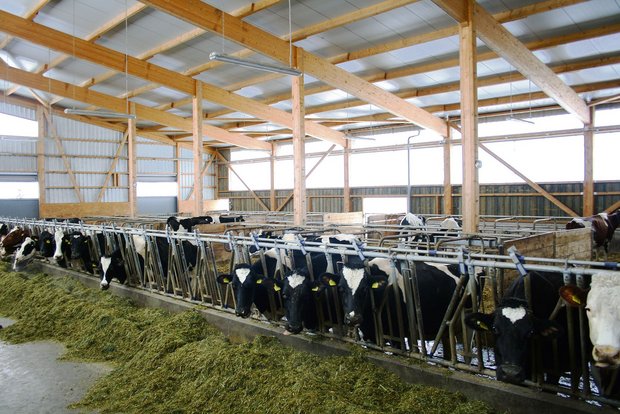 Erfolg mit der Milchproduktion: Welches Leistungsniveau passt? Bei einer intensiven, teuren Fütterung müssen hohe Leistungen erreicht werden. Sonst leidet die Wirtschaftlichkeit. (Bild BBZN Hohenrain)