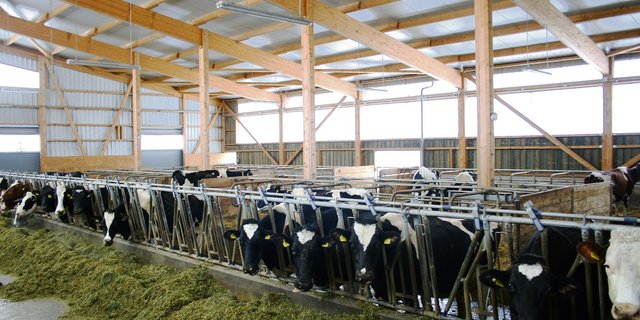 Bei einer intensiven, teuren Fütterung müssen hohe Leistungen erreicht werden. Sonst leidet die Wirtschaftlichkeit. (Bild BBZN Hohenrain)