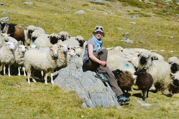 Sarah Müri hütet schon den dritten Sommer 220 Schafe im Turtmanntal VS. Wegen der Präsenz des Wolfes muss die Hirtin einen enormen Mehraufwand in Kauf nehmen.(Bild Peter Fankhauser)