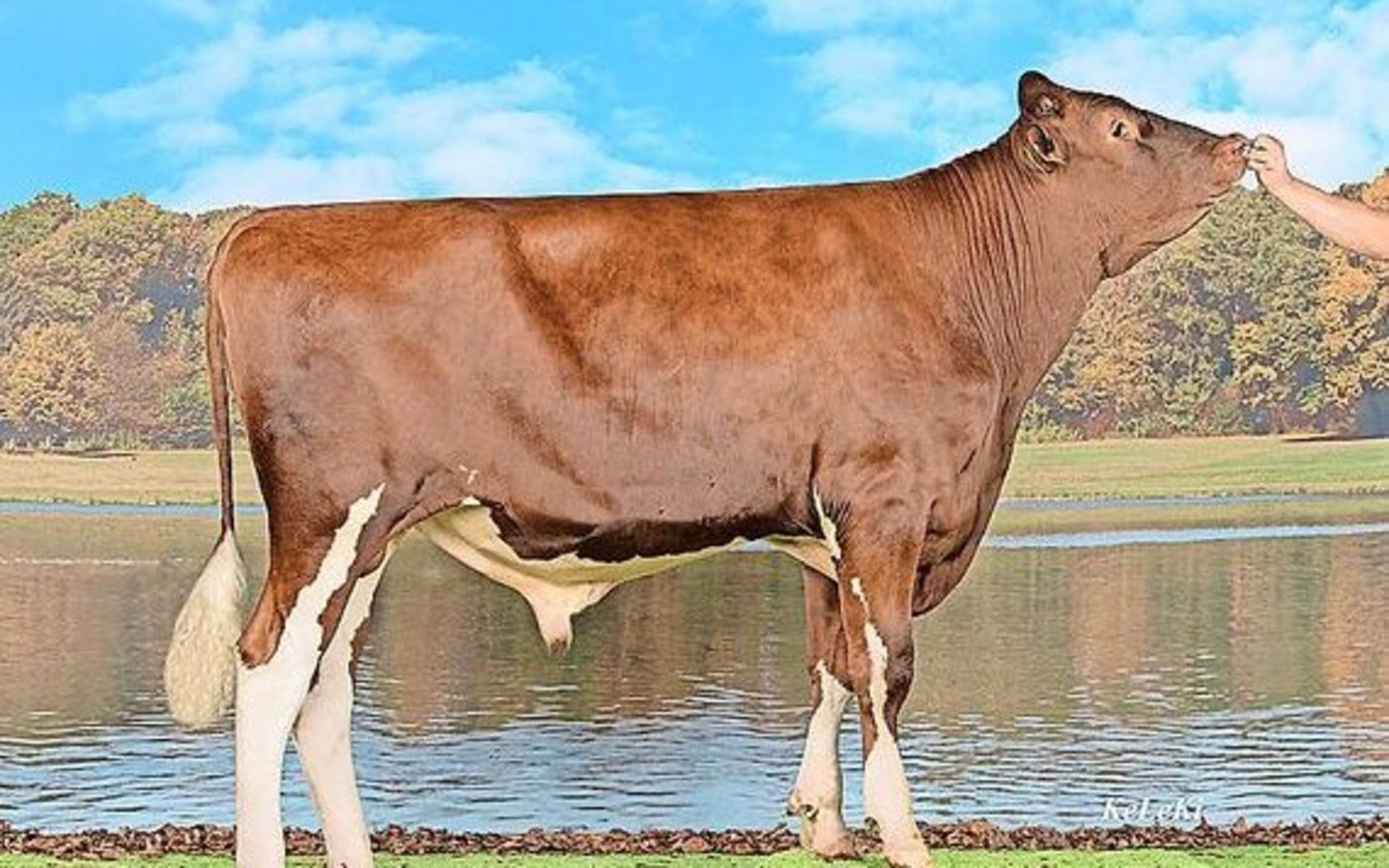 Der Slick-Stier Ja-Bob Thermo-Red stammt von einem aus den USA importieren Embryo und wurde von Swissgenetics abgekauft.   