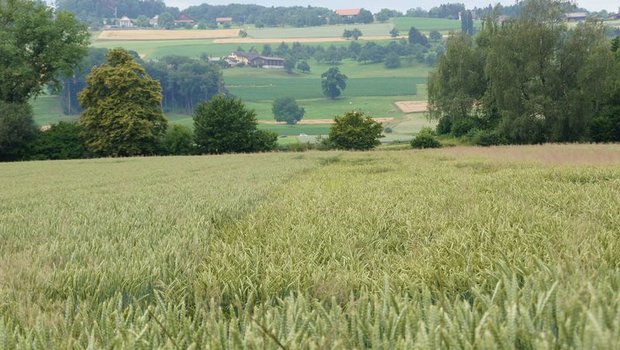 Beim Brotgetreide nimmt 2021 vor allem die Anbaufläche von Brotweizen zu. (Bild lid/ji)