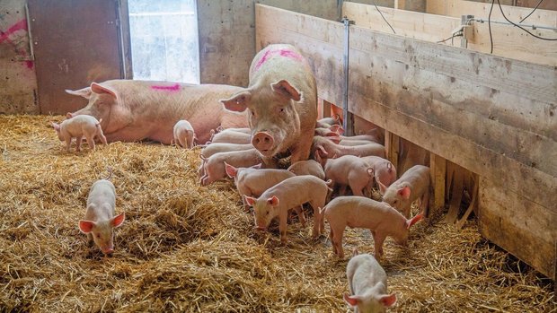 Gruppensäugestall Schwein und Ferkel Muttersauen und ihre Ferkel stehen im tief mit Stroh eingestreuten Stall.