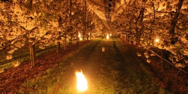 Mit allen Mitteln kämpften die Bauern im April 2017 gegen Frostschäden. (Archivbild Beat Gisin) 