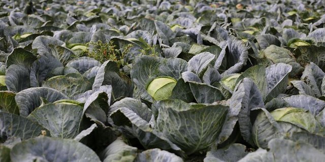 Die ersten «Chabis» des Jahres werden als Köpfe verkauft, die nachfolgenden werden Sauerkraut. (Bild ji)