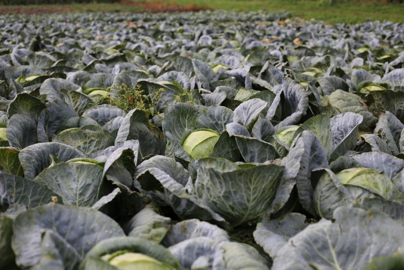 Die ersten «Chabis» des Jahres werden als Köpfe verkauft, die nachfolgenden werden Sauerkraut. (Bild ji)