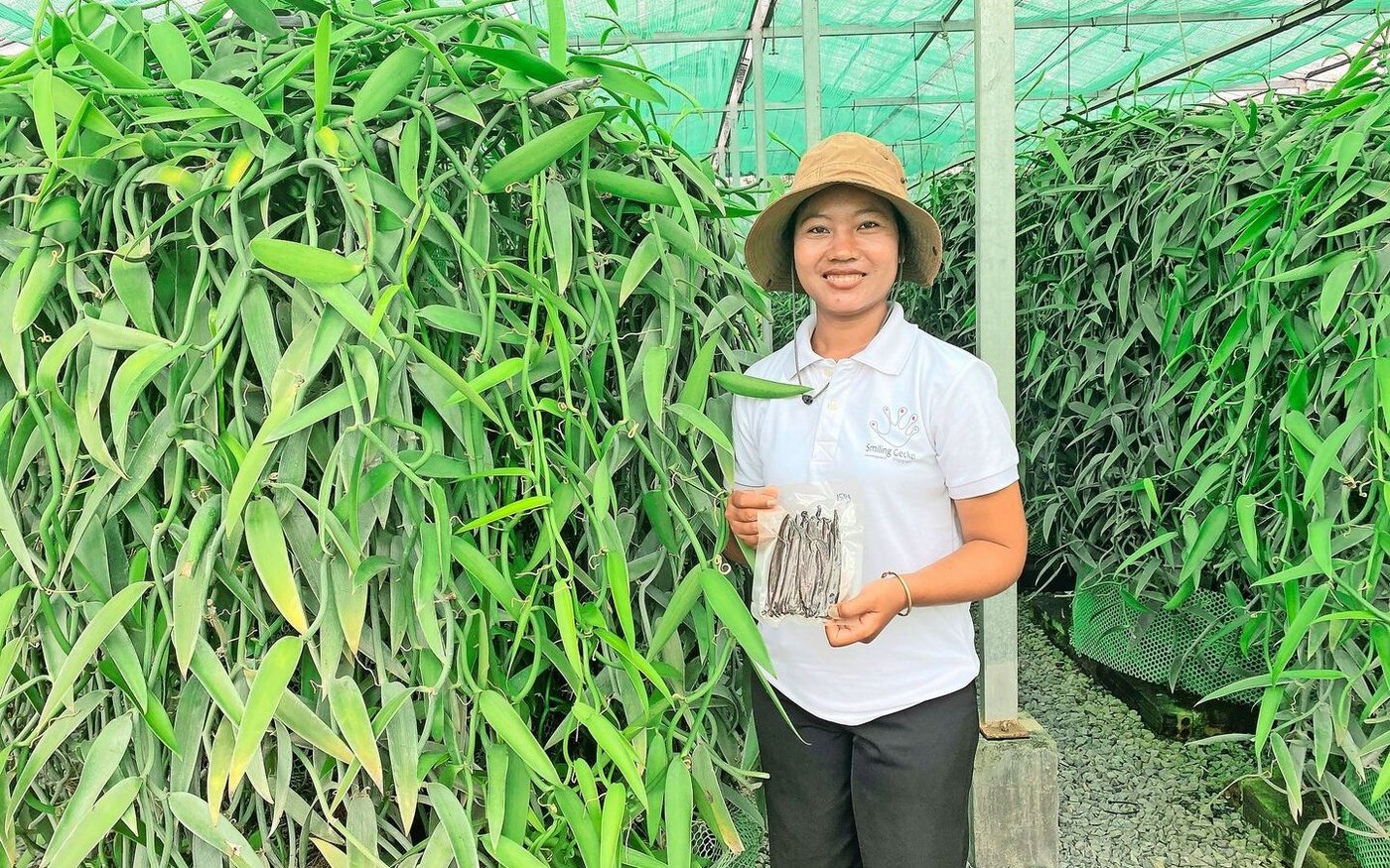 Stolz zeigt Agronomin Say Hab die im Versuchsgewächshaus geernteten und vakuumierten Schoten der Parfüm-Vanille-Pflanzen. Jede einzelne Blüte muss von Hand bestäubt werden.