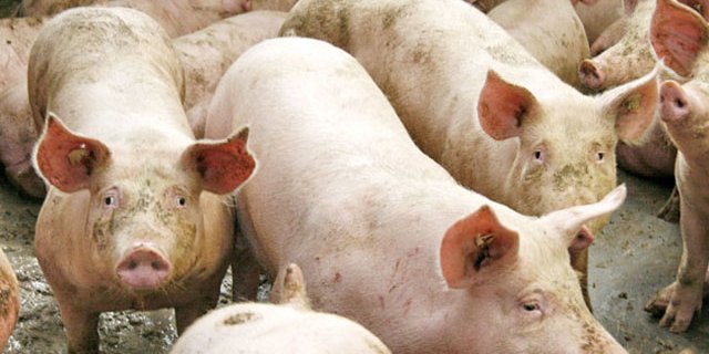 Weniger Schweine in Frankreich. (Bild zVg)