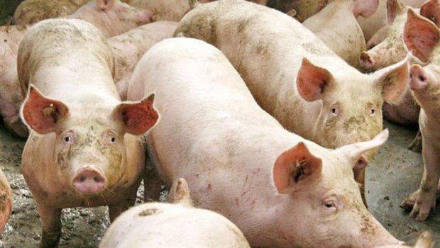 Weniger Schweine in Frankreich. (Bild zVg)