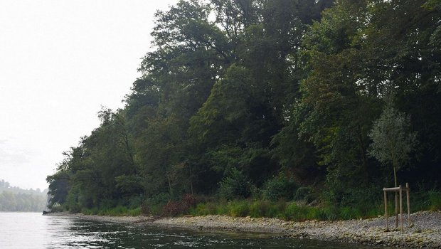 Der Galgenacker bei Diessenhofen war mit Betonplatten verbaut. Letzten Winter wurden Kiesflachufer angelegt und Weiden gepflanzt.