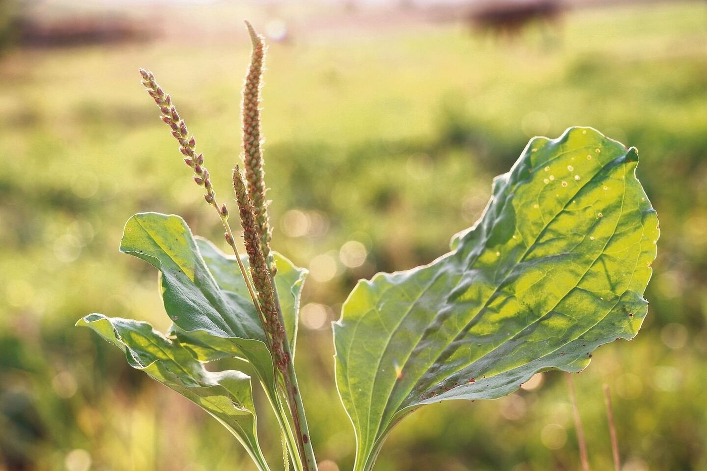 Viele Pflanzen geben ihre heilende Wirkung unverarbeitet weiter, zum Beispiel Minze, hier schön aufgeblüht, Gänseblümchen, Breitwegerich und Brennnessel (von oben links im Uhrzeigersinn). Sie wachsen an vielen Orten und sind schnell zur Hand. 