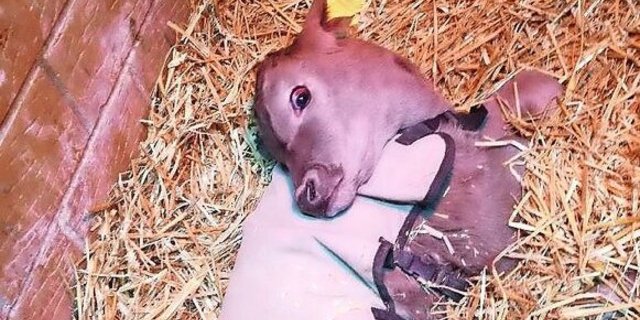 Kalb mit sogenanntem Sternegucken.