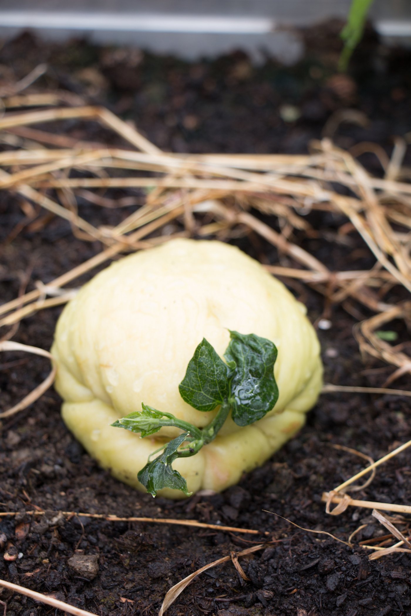 Saatgut aus dem Asialaden: Chayote ist lebendgebährend, sie keimt direkt aus der Frucht.