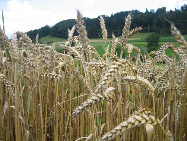Die Qualitätstests wurden mit Weizenproben von vier Hauptsorten pro Region durchgeführt. Die Proben stammen aus einem Versuchsnetz von 20 Sammelstellen. (Bild lid)