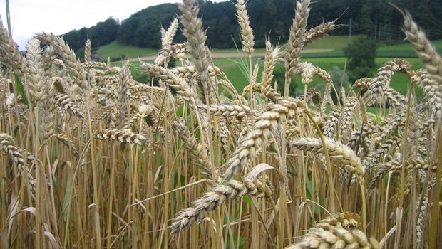 Die Qualitätstests wurden mit Weizenproben von vier Hauptsorten pro Region durchgeführt. Die Proben stammen aus einem Versuchsnetz von 20 Sammelstellen. (Bild lid)