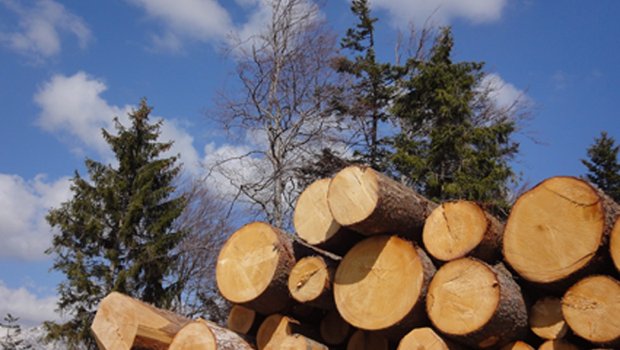 Erstmals seit dem Zweiten Weltkrieg hat Holz wieder mehr als 10 Prozent des Schweizer Wärmebedarfes gedeckt. (Bild lid)